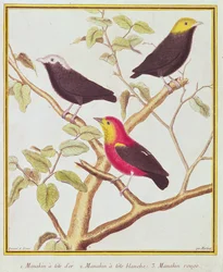 Manakins